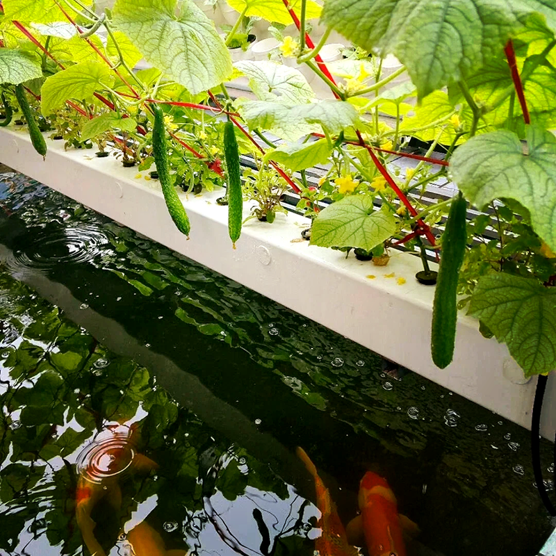 宿州市薄膜大棚鱼菜共生 - 推荐